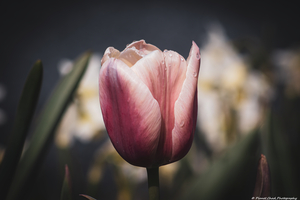 Artistic Tulip - After the Rain