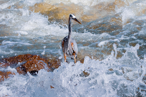 Great Blue Heron - Turbulent Waters 