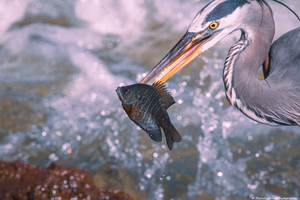 Great Blue Heron - Bluegill Breakfast