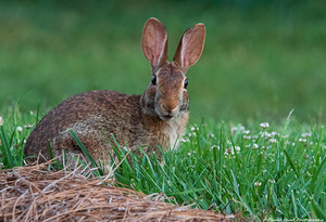 Backyard Bunny - Look of Surprise