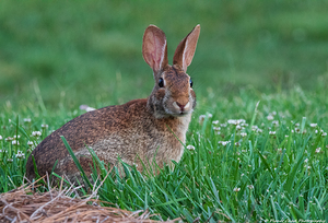 Backyard Bunny - Spring Days