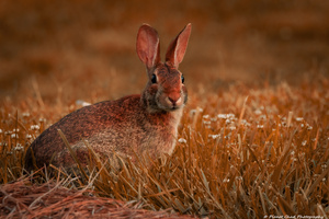 Backyard Bunny - Summer Days