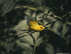 Prothonotary Warbler - Golden Ray of Light