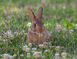 Backyard Bunny - Mouthful of Clover