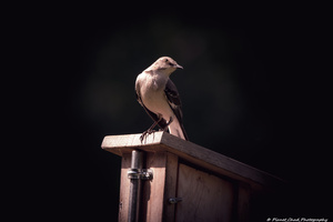 Northern Mockingbird - Shining Light