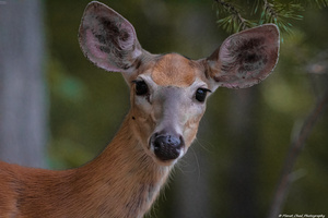 Big-Eared Deer