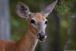 White Tailed Deer - Licking Lips