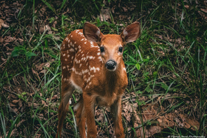 A Curious Fawn