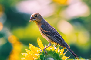 Female Blue Grosbeak Portrait