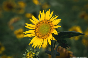 Golden Sunflower