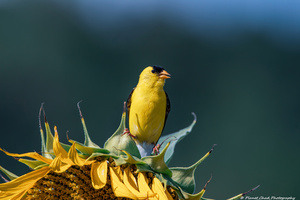 American Goldfinch - Sunflower Pose