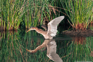Green Heron - Angel Wings