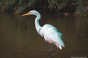 Great Egret - Ruffled Feathers