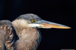 Great Blue Heron - Up Close