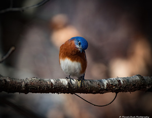 Eastern Bluebird - Inquisitive