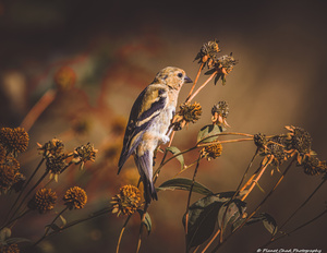 American Goldfinch - First Day of Fall