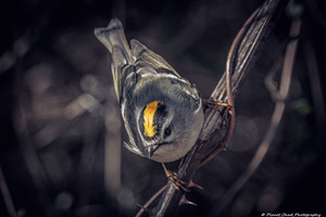 Golden Crown Kinglet - The Crown