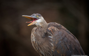 Great Blue Heron - Say Ahh