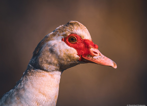 Female Muscovy Duck - Portrait