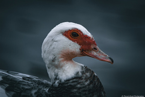 Beautiful Muscovy Duck