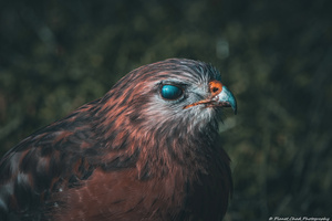 Eye of the Hawk
