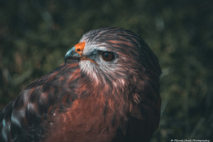 Red Shouldered Hawk - Senior Portrait