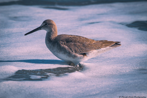 Willet - Gentle Waves