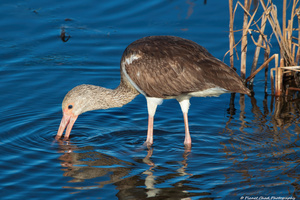 Juvenile White Ibis Feeding