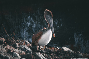 Brown Pelican - Along the Shore