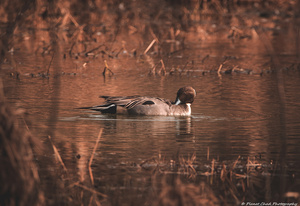 Northern Pintail - Preening Time