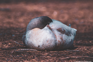 Sleeping Duck