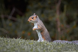 Eastern Gray Squirrel - On The Lookout