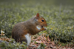 Eastern Gray Squirrel - Enjoying The Food