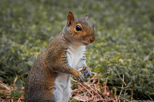 Eastern Gray Squirrel - Im Trying To Eat