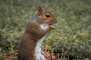 Eastern Gray Squirrel - Sunflower Seed