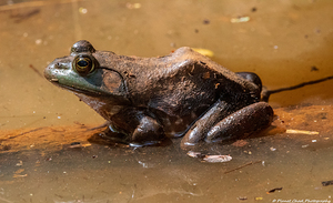 American Bullfrog