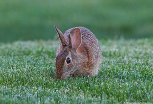 Backyard Bunny - Eye On Me