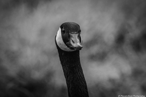 Canada Goose - Front View Portrait