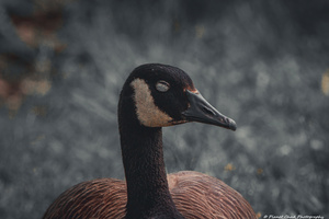 Sleepy Canada Goose
