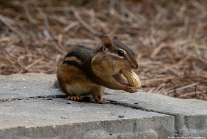 Chipmunk - Big Peanut