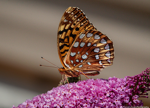 Great Spangled Fritillary