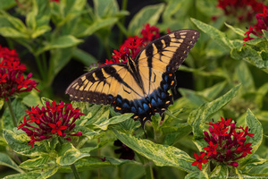 Colorful Swallowtail in the Gardens
