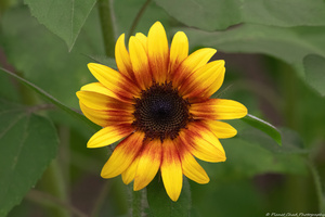 Firecracker Sunflower