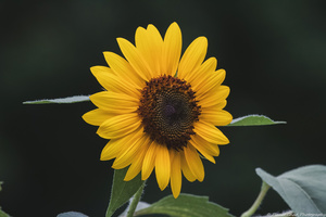 Sunflower Close Up