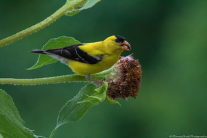 American Goldfinch - Mouthful of Seeds