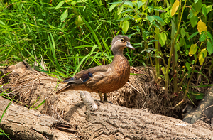 Wood Duck on a Log