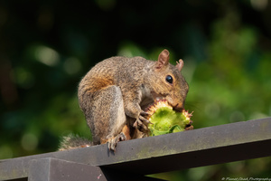The Hungry Squirrel