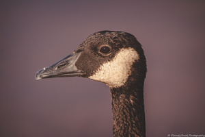 Portrait of a Canada Goose