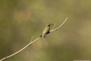 The Lonely Hummingbird