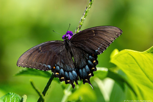 Eastern Tiger Swallowtail Dark Morph